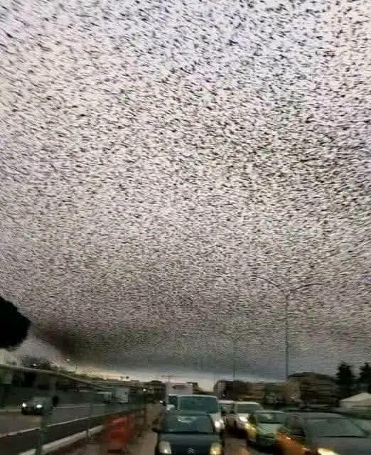 Cuando una inmensa bandada de pájaros transforma el cielo en una sombra oscura. – AZ News