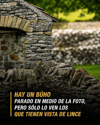 El reto visual del búho camuflado en un muro de piedra que desafía la percepción