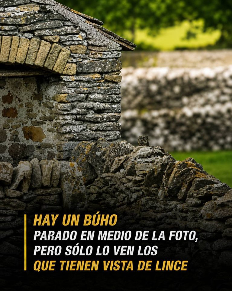 El reto visual del búho camuflado en un muro de piedra que desafía la percepción