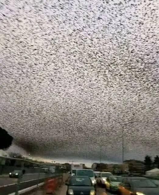 Cuando una inmensa bandada de pájaros transforma el cielo en una sombra oscura.