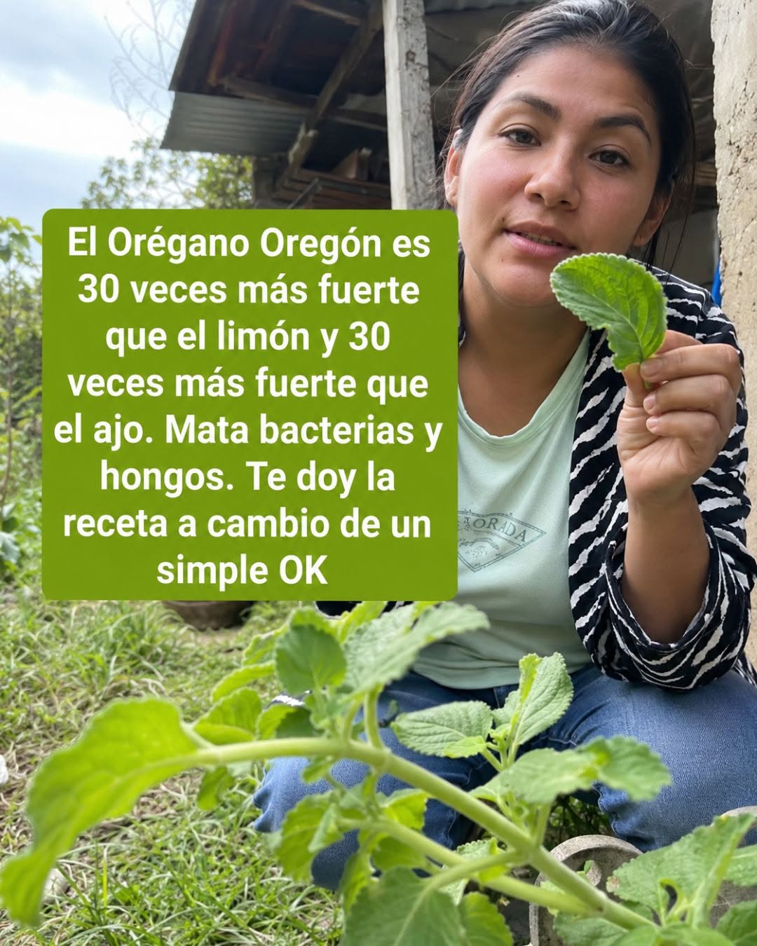 Guía completa de Infusión de Ajo y Orégano Remedio Natural que Fortalece tu Salud Desde Dentro