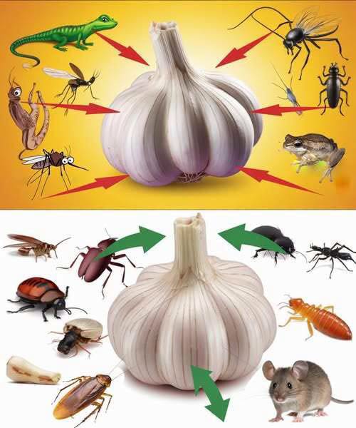 Ajo anti-perjuicio: el método 100% natural para decir adiós a los ratones, cucarachas, moscas, piojos y lagartos