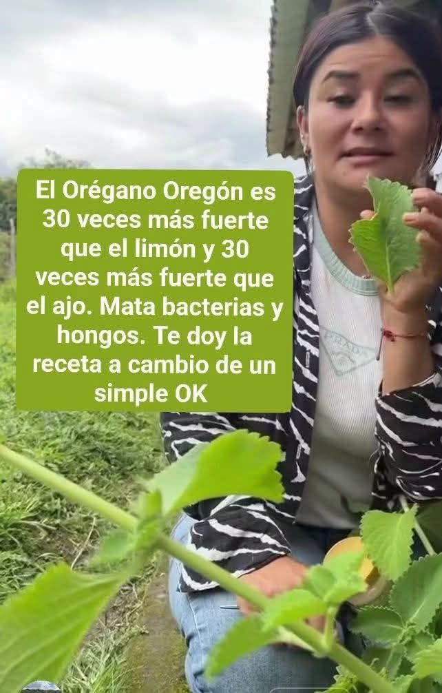 Si tienes esta planta en tu casa, tienes un tesoro y no lo sabías