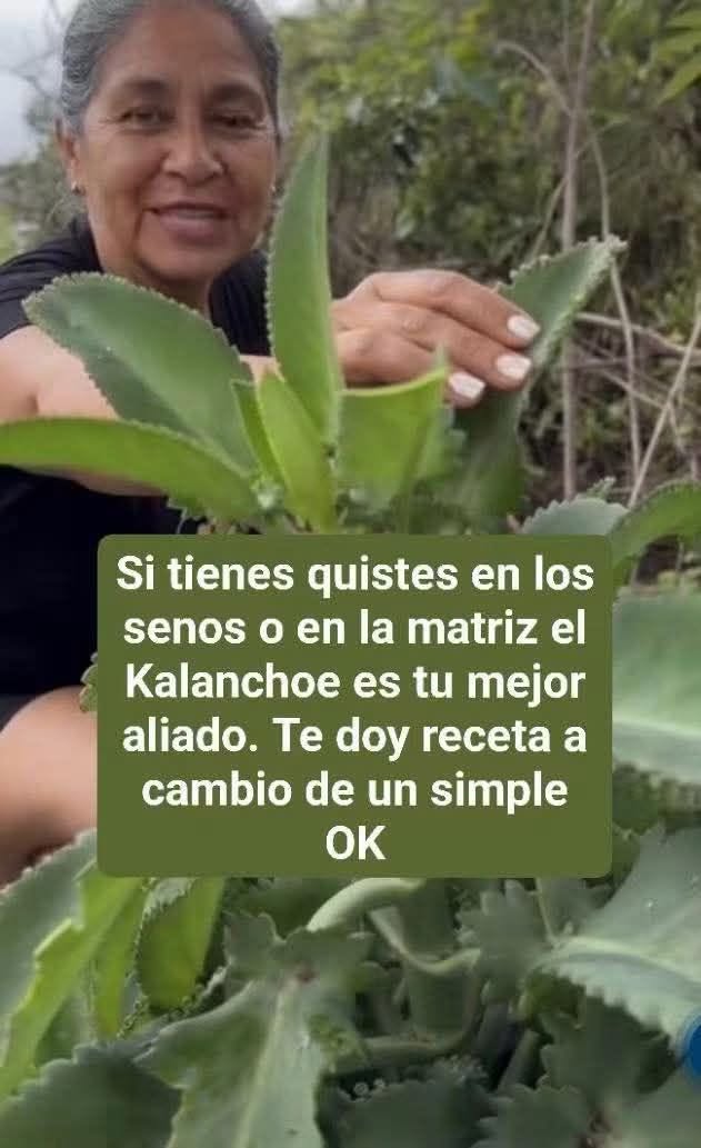 la planta Kalanchoe