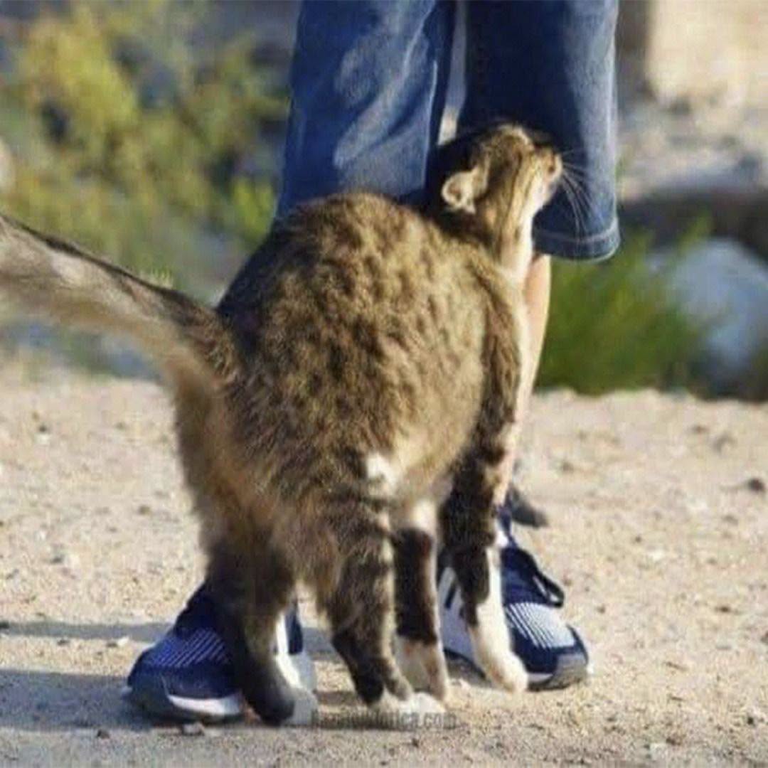 ¿Por qué los gatos se frotan contra nosotros? La verdad detrás de este curioso comportamiento