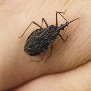 Chinches de Cama: Cómo Identificarlas, Eliminarlas y Prevenirlas