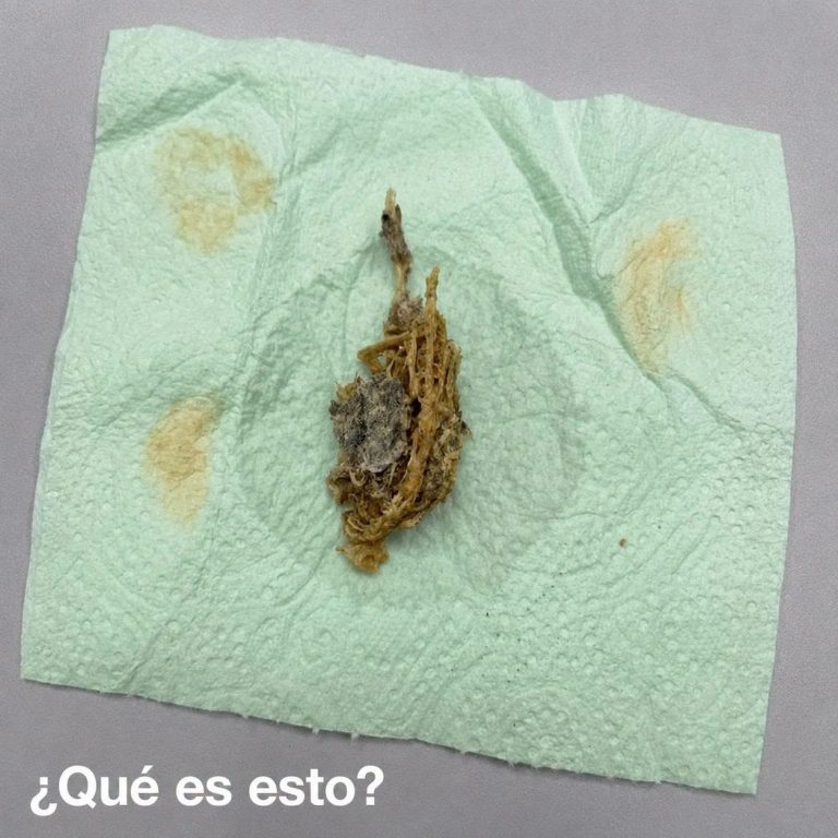 Entré al baño temprano y encontré algo extraño en el piso… al principio me asusté, pero luego quise saber qué era.