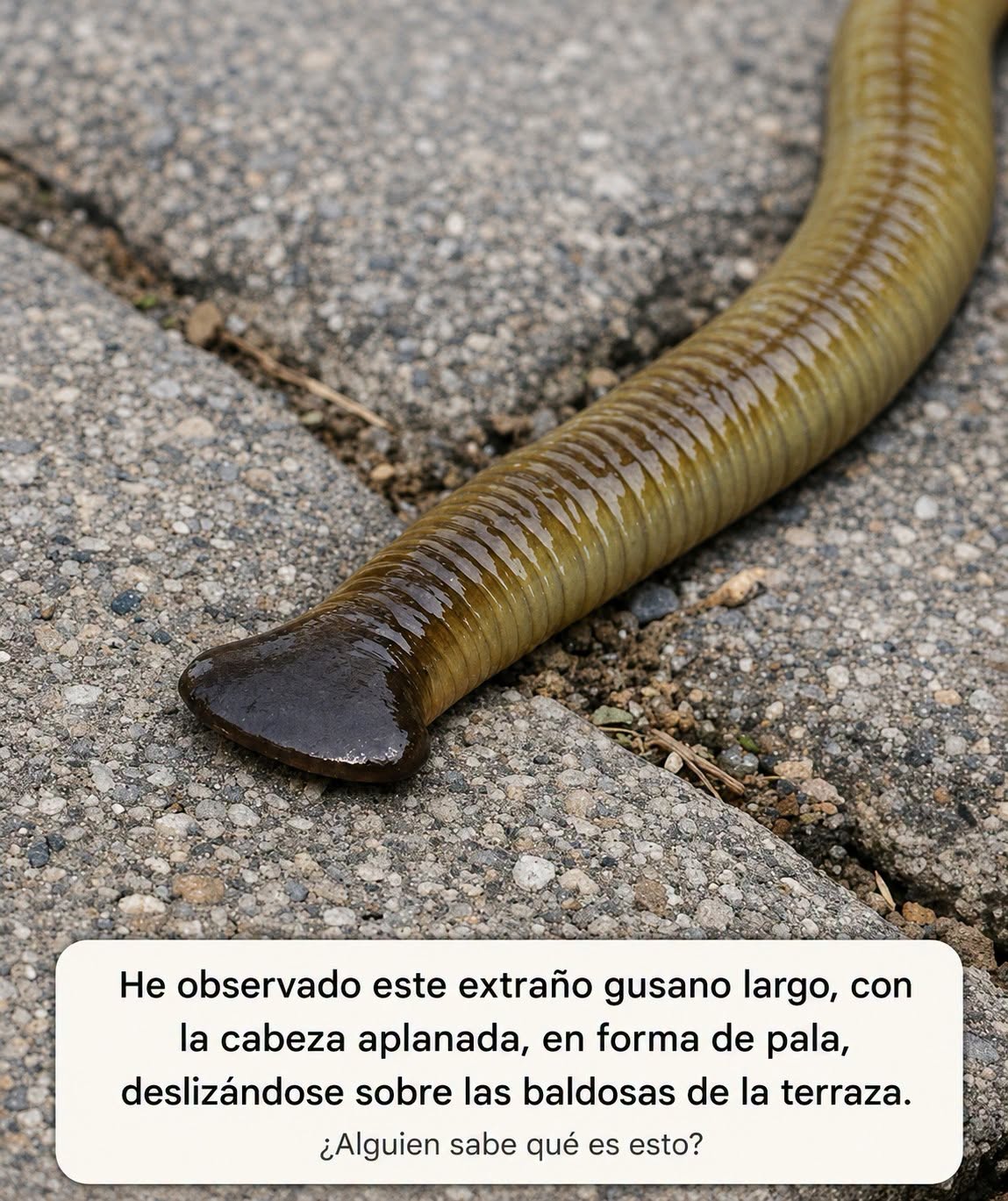 Gusano martillo: qué es esta criatura de cabeza aplanada y por qué es una amenaza para tu jardín