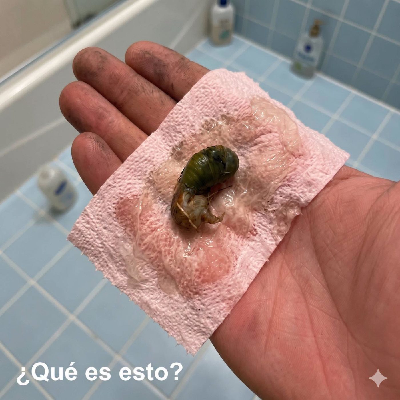 Cuando un saltamontes irrumpe en tu hogar: ¿casualidad o mensaje oculto?