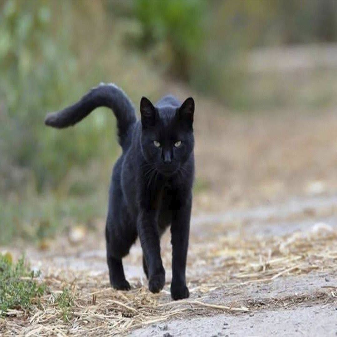 ¿Qué significa realmente cuando un gato negro se te acerca?