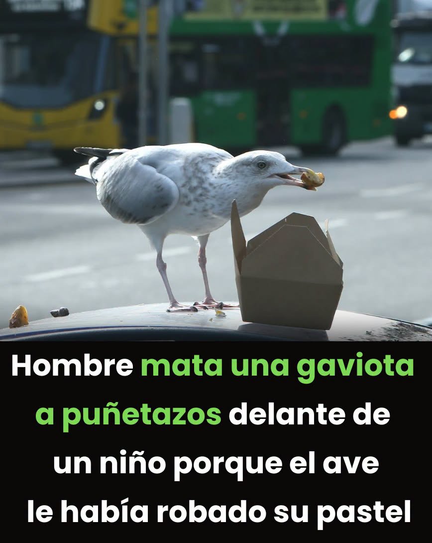Un hombre mata a puñetazos a una gaviota delante de un niño después de que el ave le robara un pastel