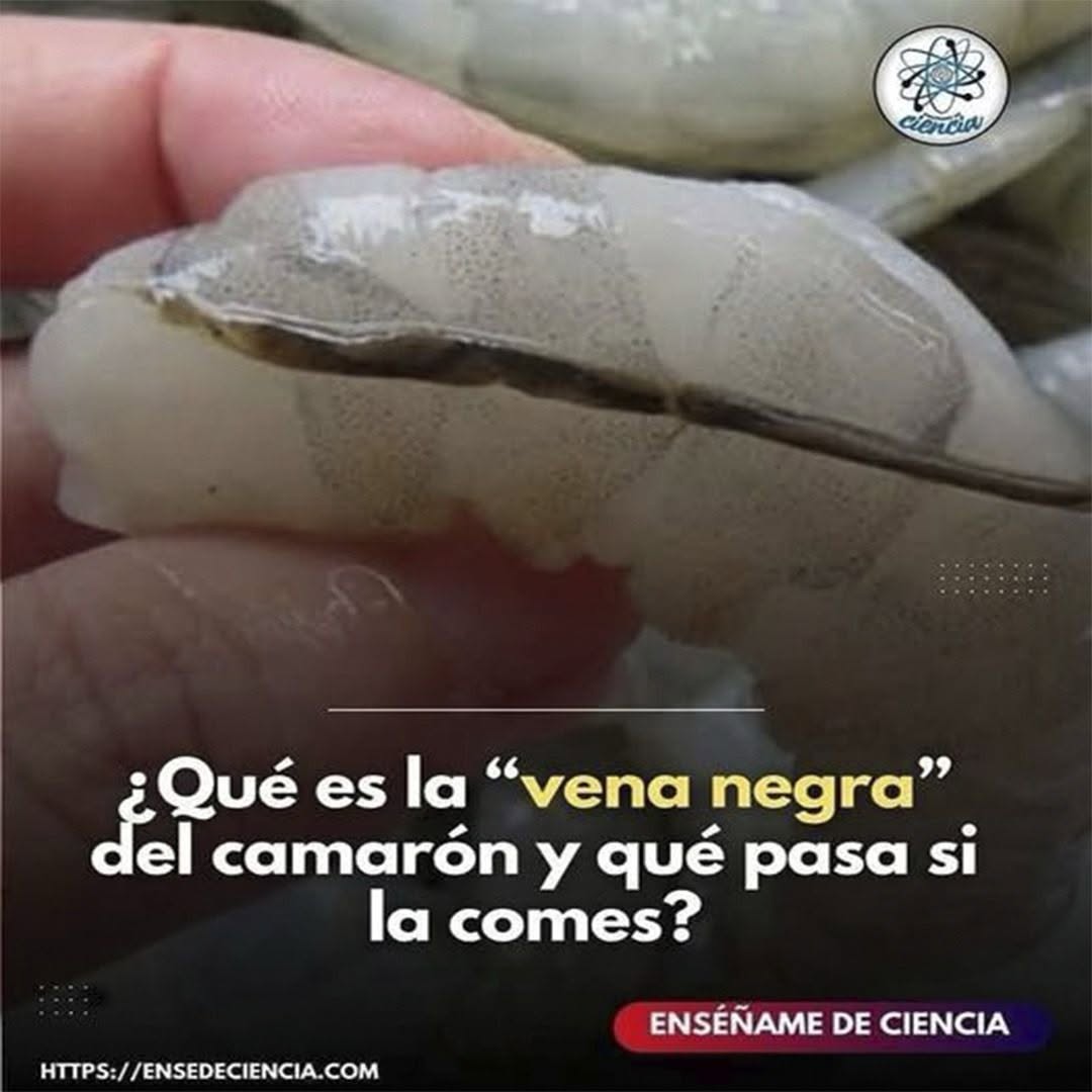 Descubriendo la Vena del Camarón: Lo que Muchos Ignoran y Deberían Saber