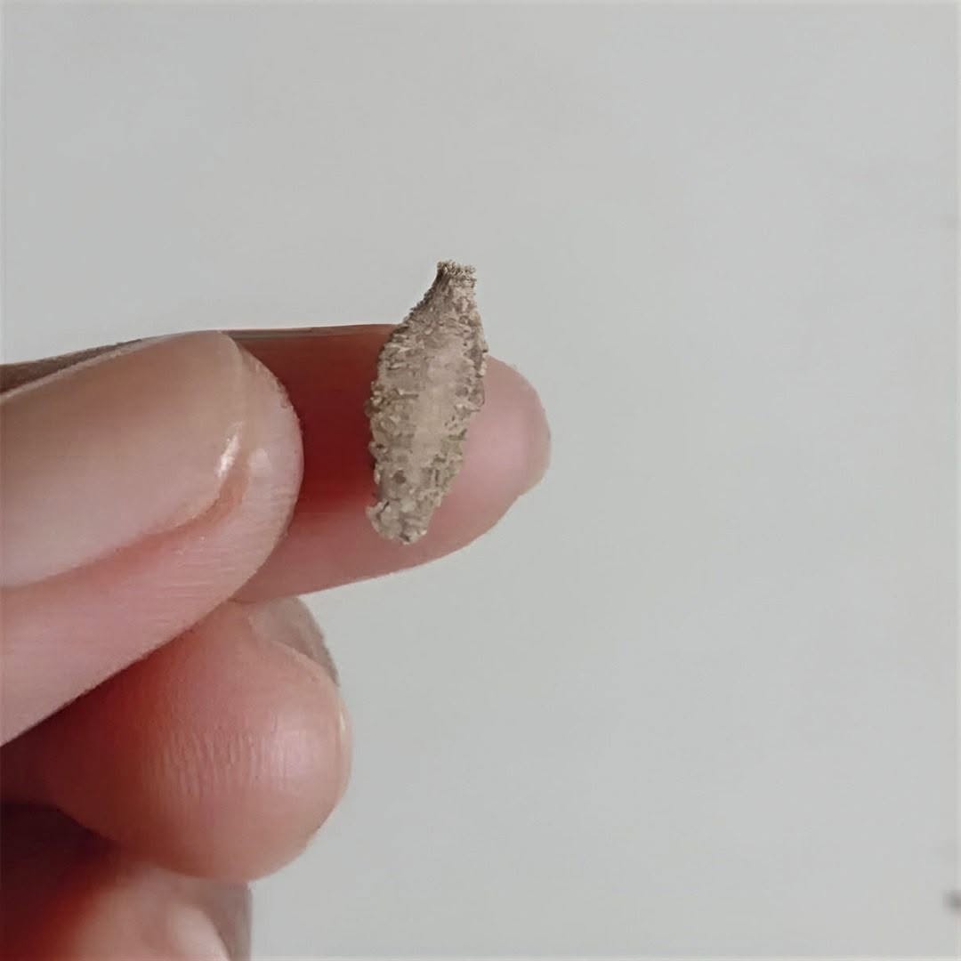 La fascinante tarea de identificar insectos: cómo descubrir qué especie tienes delante