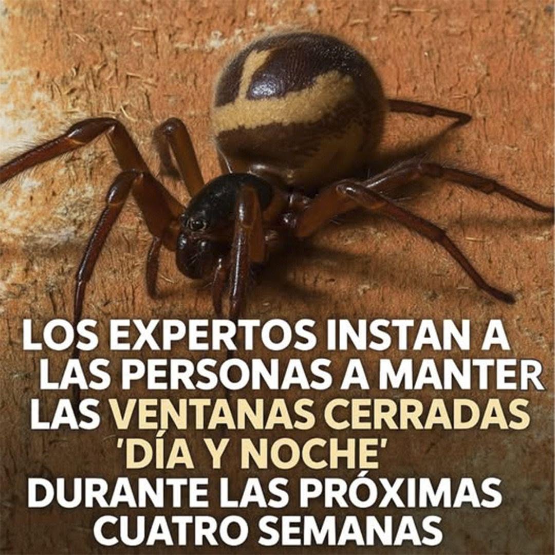Mantén las ventanas cerradas para evitar que las arañas entren a tu casa: consejos prácticos para vivir sin esos visitantes indeseados