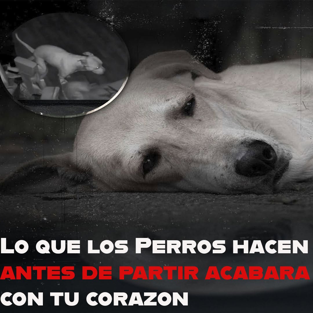 El último adiós de los perros