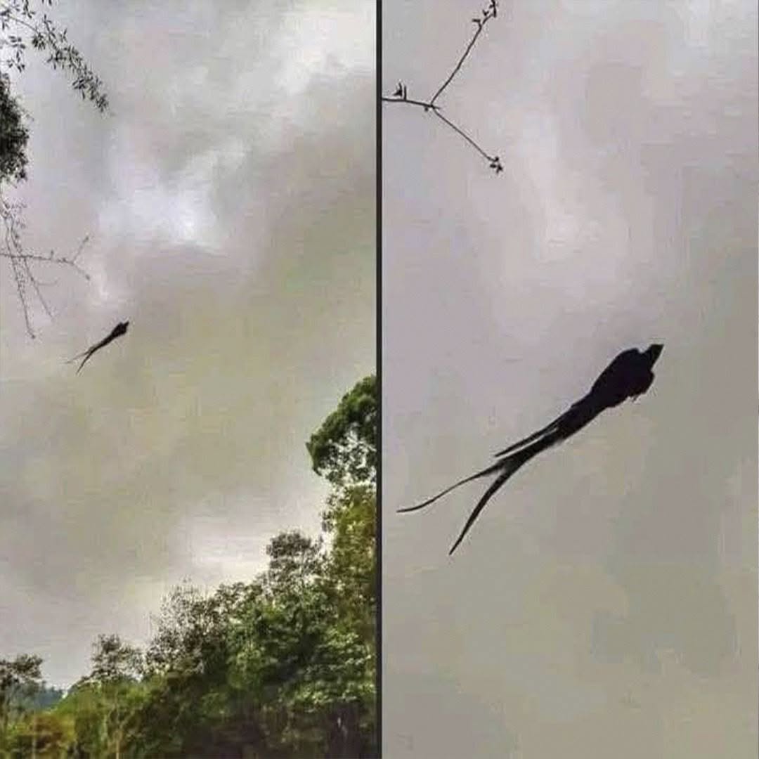 Pájaro con cola de tijera