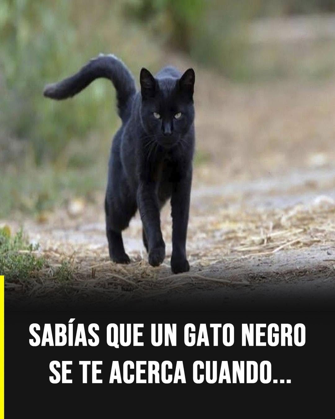 Qué simboliza el acercamiento de un gato negro y cómo interpretarlo hoy