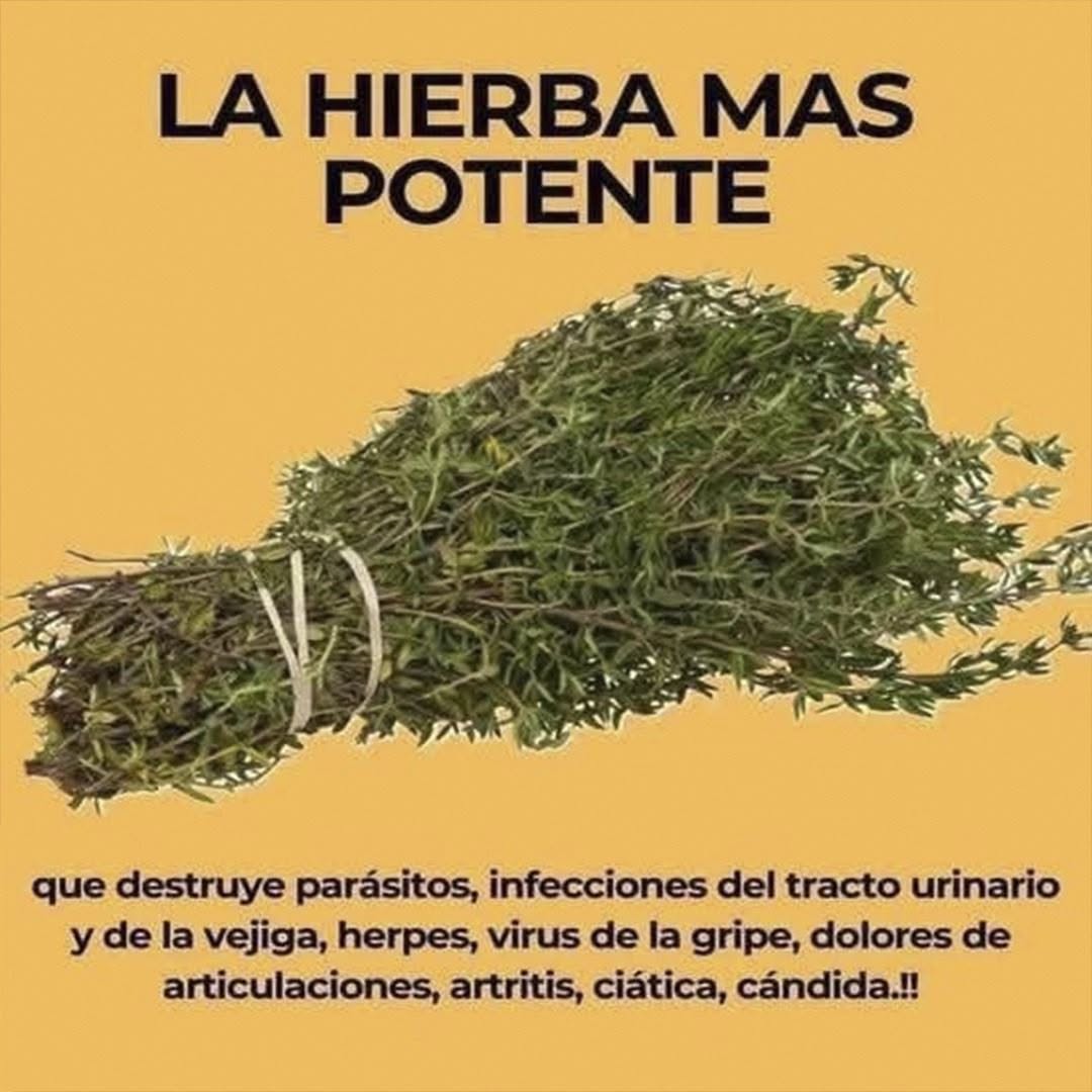 Beneficios de ingerir espirulina