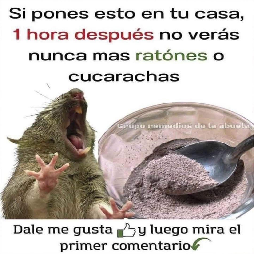 Mezcla natural para eliminar ratones y cucarachas: el truco casero que de verdad funciona