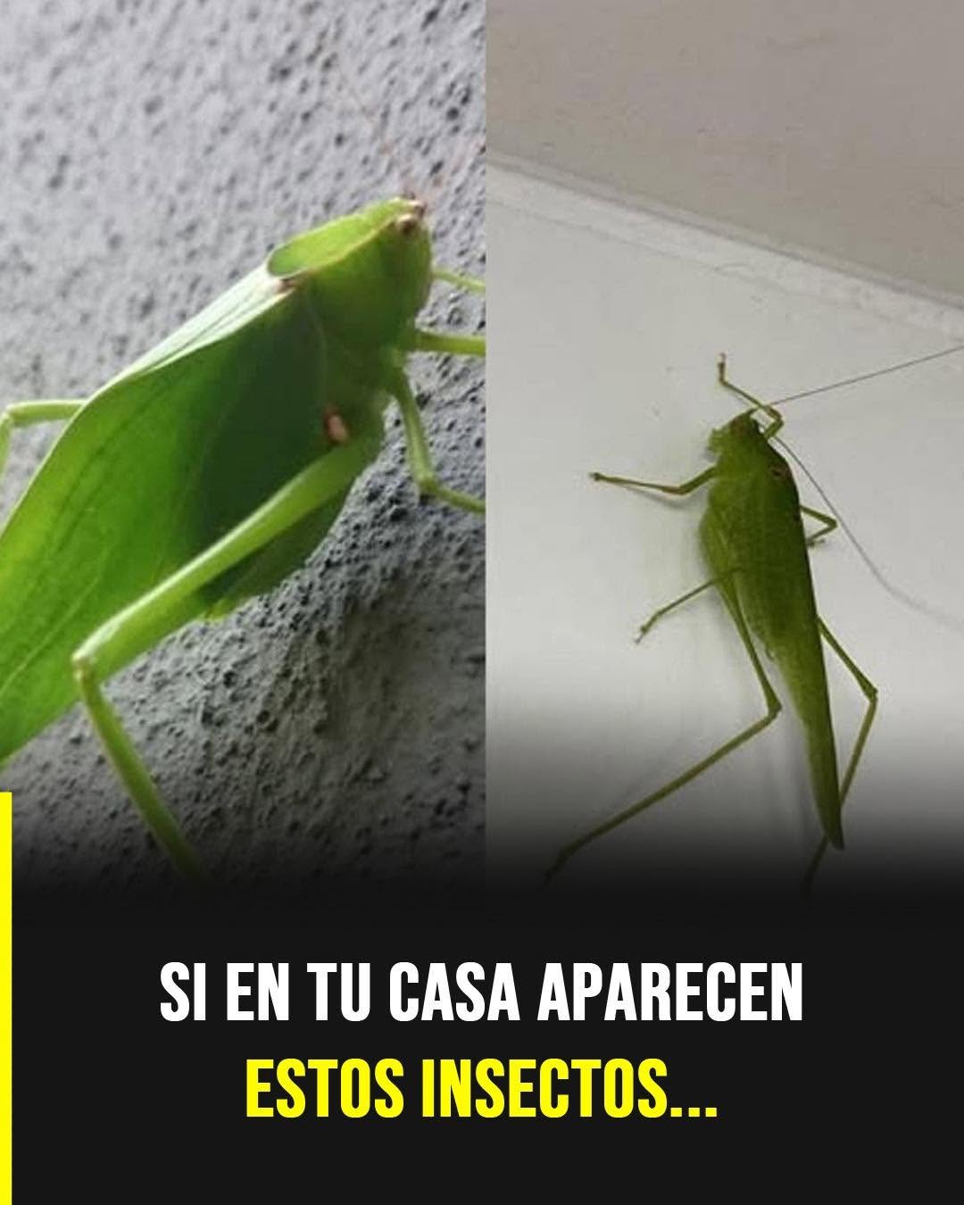 Qué significa la visita de una langosta verde en tu casa según la ciencia y las creencias populares