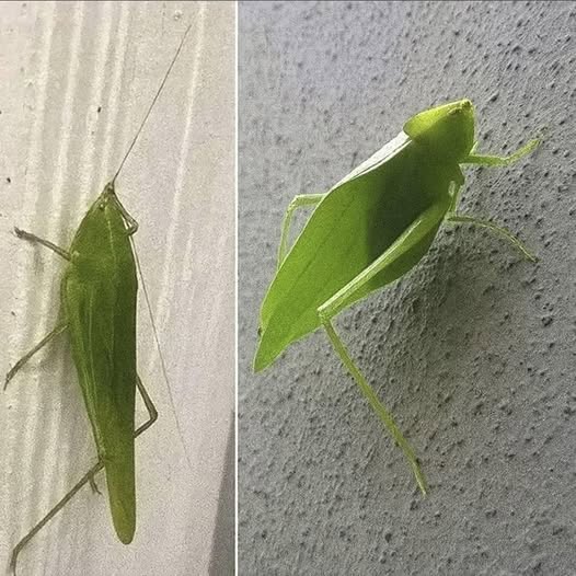 Esperanza o Katydid en Casa: Qué Puede Indicar Realmente este Insecto Verde
