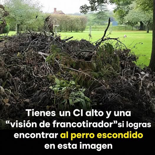 Solo un genio con vista de halcón podrá encontrar al perro escondido.