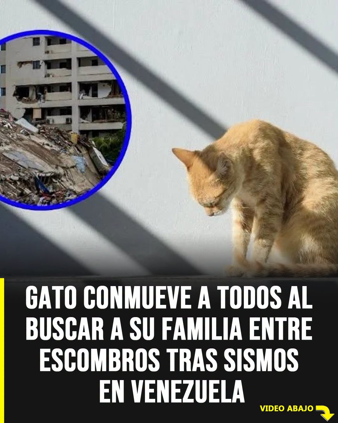 Video de un gato entre los escombros en Venezuela conmueve a miles tras los sismos