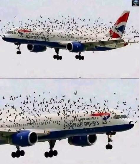 Un Vuelo que Parecía Normal Terminó Viviendo un Momento Inesperado: Lo Que Ocurre Cuando las Aves se Cruzan con un Avión