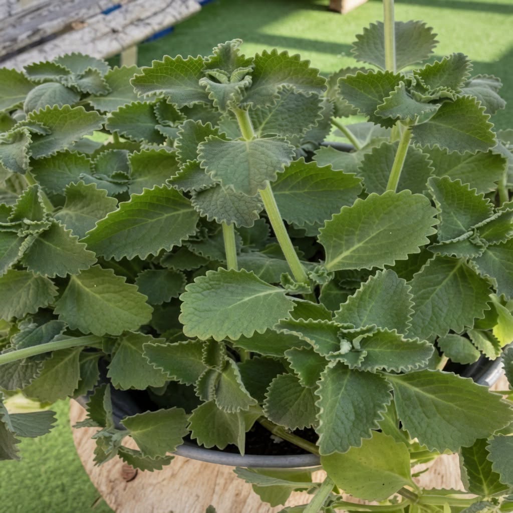 Orégano Orejón: un aliado natural para cuidar la vista