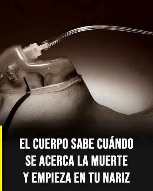 El olor que algunas personas perciben antes de la muerte: qué dice la ciencia y por qué puede ocurrir