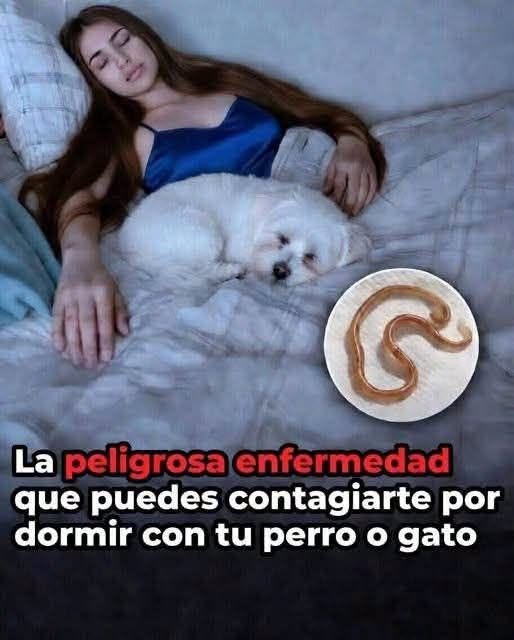 Dormir con tu mascota: riesgos reales para la salud y cómo hacerlo de forma segura