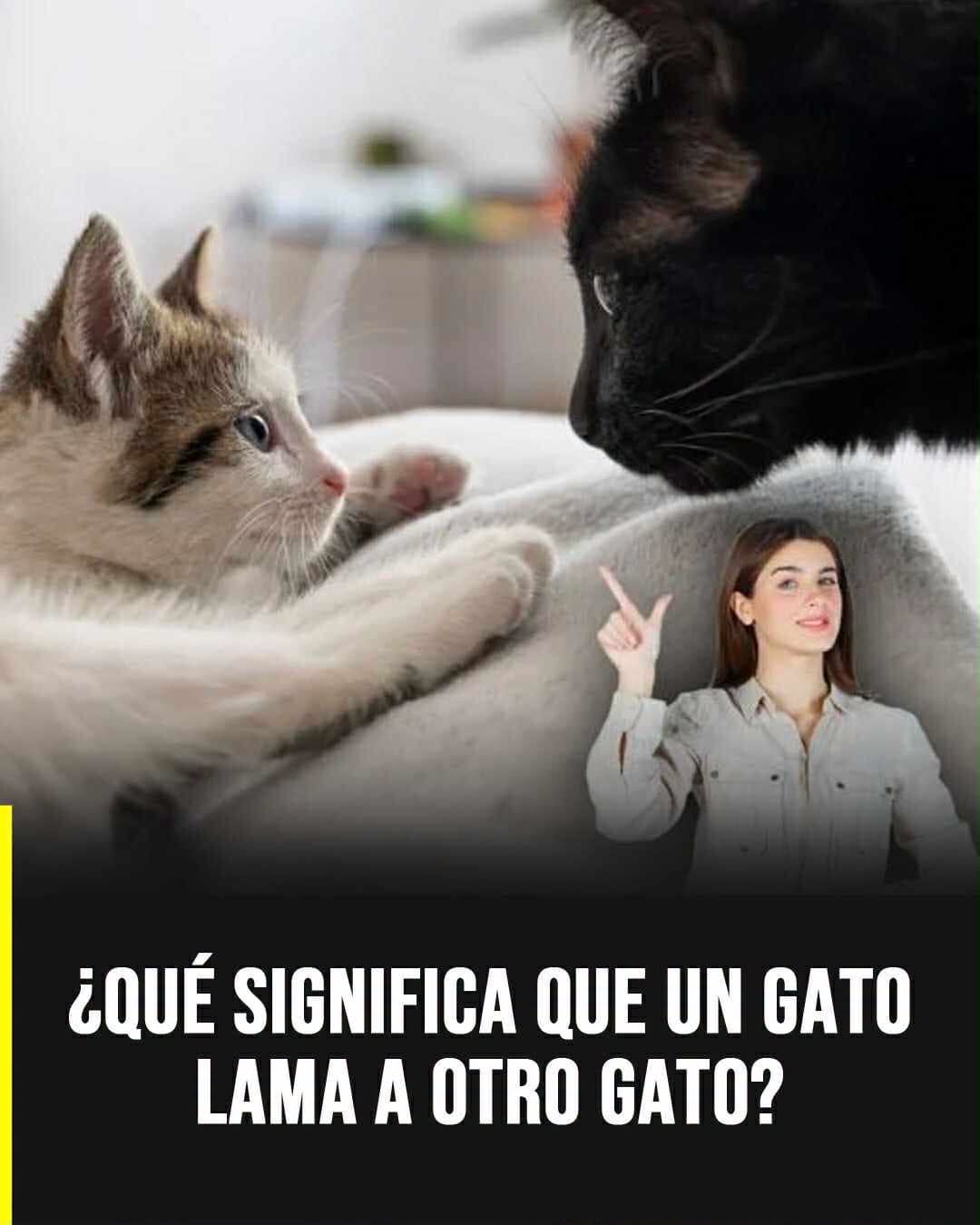¿Por qué un gato lame a otro? Un estudio explica que este comportamiento puede tener distintos significados
