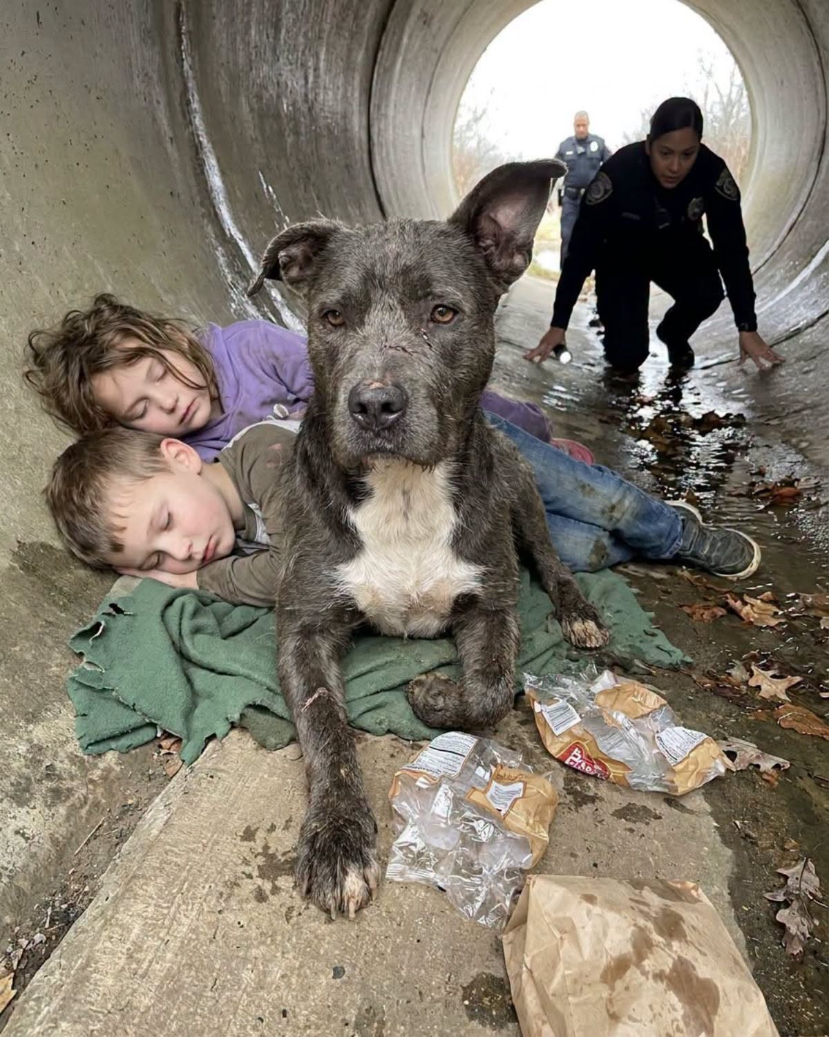 Un perro callejero yacía inmóvil entre dos niños desaparecidos dentro de una tubería de desagüe helada… y cuando la oficial se arrastró más cerca, vio lo que el animal protegía con su cuerpo.