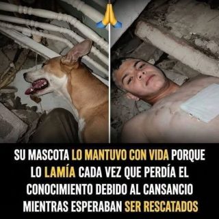 Joven y su perro sobrevivieron 14 días bajo los escombros: lo que se sabe del rescate