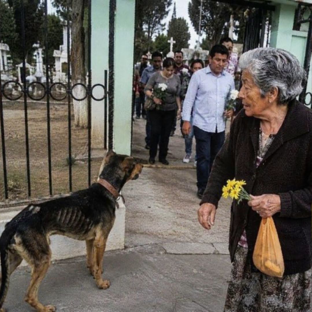 Cientos pasaron junto al perro del panteón, pero una viuda descubrió por qué solo miraba a quienes salían